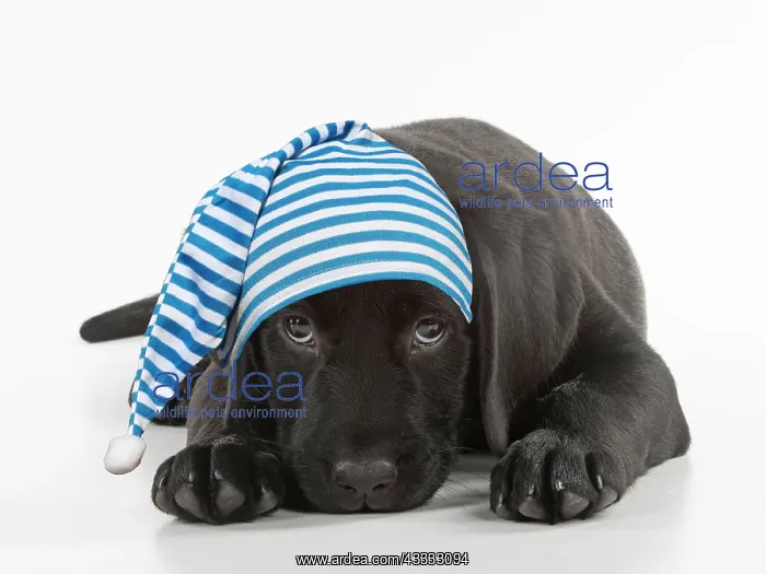 : DOG. Black Labarador puppy laying down, studio : DOG. Black Labarador puppy laying down, studio