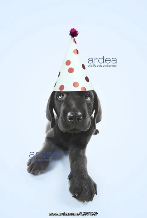 : DOG. Black Labarador puppy laying down wearing party hat : DOG. Black Labarador puppy laying down wearing party hat