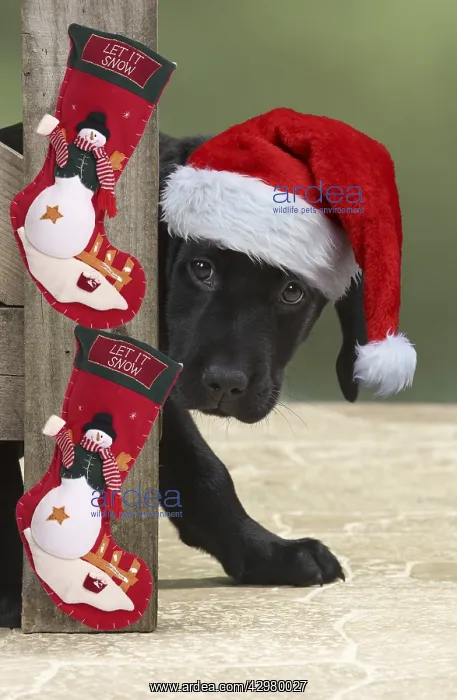 : DOG. Black Labarador puppy looking around a gate : DOG. Black Labarador puppy looking around a gate