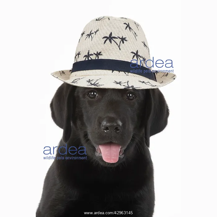 : DOG. Black labarador puppy wearing a holiday hat : DOG. Black labarador puppy wearing a holiday hat