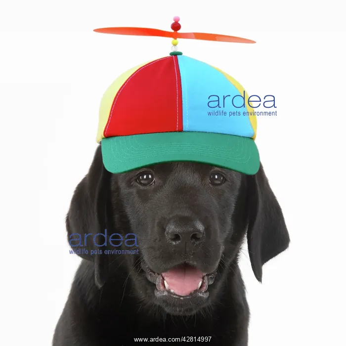 : DOG. Black labarador puppy wearing propeller hat : DOG. Black labarador puppy wearing propeller hat