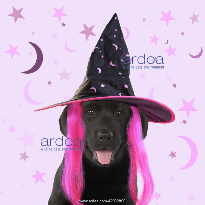 : DOG. Black labarador puppy wearing witch hat for Halloween : DOG. Black labarador puppy wearing witch hat for Halloween