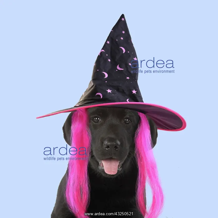 : DOG. Black labarador puppy wearing witch hat for Halloween : DOG. Black labarador puppy wearing witch hat for Halloween