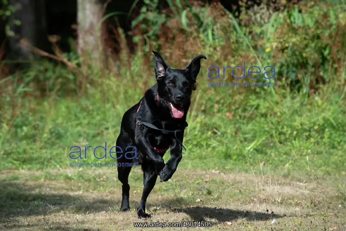 : DOG. Black Labarador running towards camera : DOG. Black Labarador running towards camera