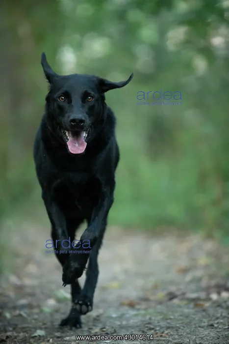 : DOG. Black Labarador running towards camera : DOG. Black Labarador running towards camera