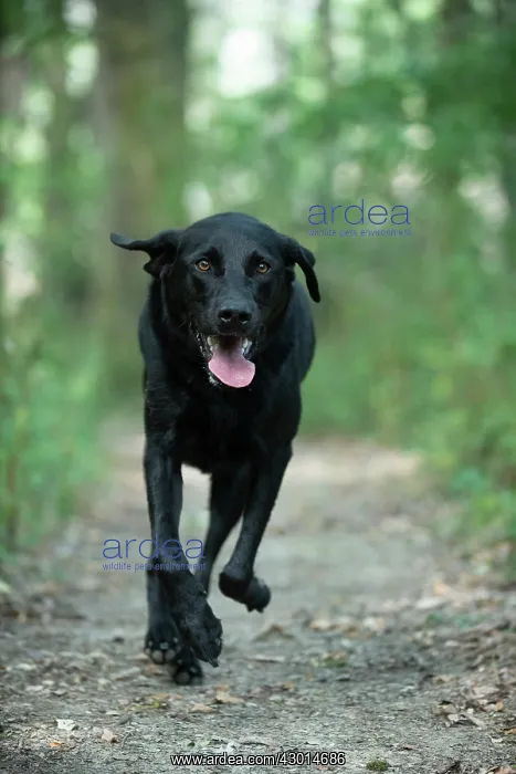 : DOG. Black Labarador running towards camera : DOG. Black Labarador running towards camera