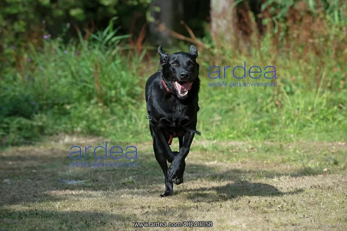 : DOG. Black Labarador running towards camera : DOG. Black Labarador running towards camera