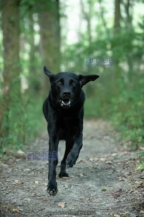 : DOG. Black Labarador running towards camera : DOG. Black Labarador running towards camera