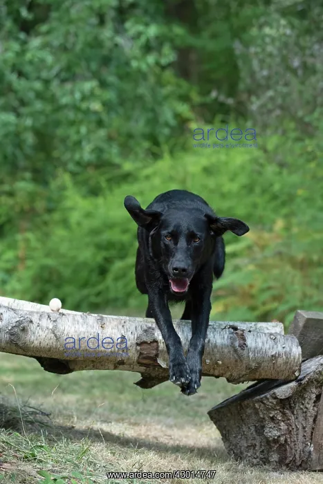 : DOG. Black Labarador running, jumping over log : DOG. Black Labarador running, jumping over log