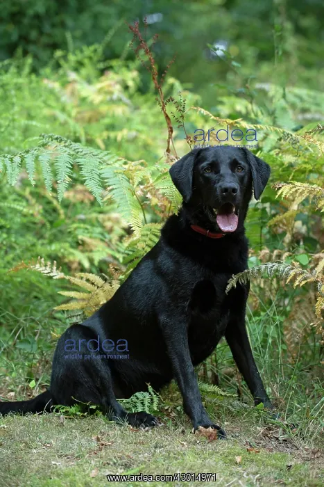 : DOG. Black Labarador, sitting, portrait in bracken, autumn : DOG. Black Labarador, sitting, portrait in bracken, autumn