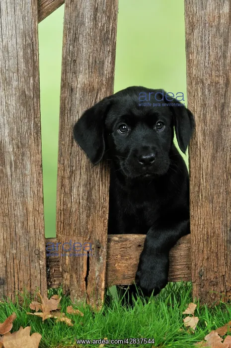 : DOG. Black Labrador : DOG. Black Labrador