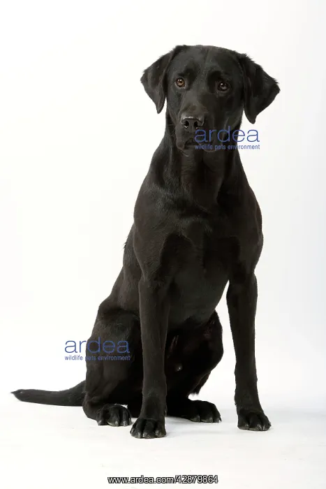  : Dog - Black Labrador