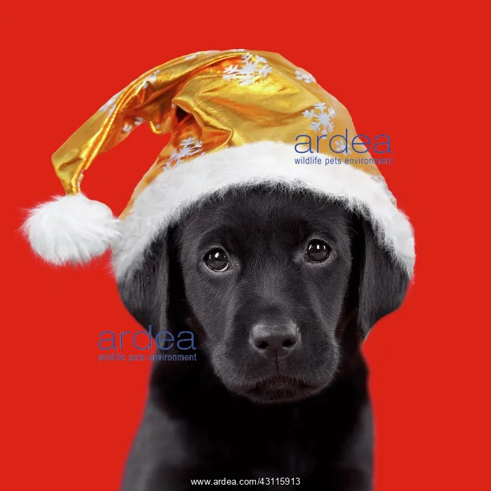 : Dog - Black Labrador - 6 week old puppy - wearing : Dog - Black Labrador - 6 week old puppy - wearing