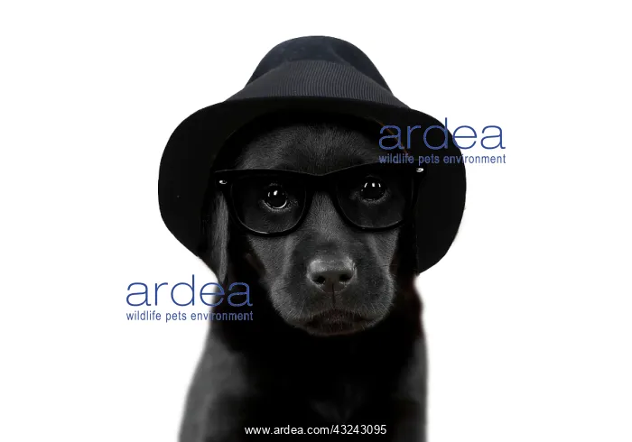 : Dog Black Labrador 6 week old puppy wearing a trilby hat : Dog Black Labrador 6 week old puppy wearing a trilby hat
