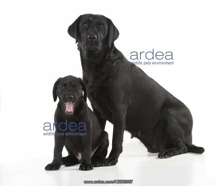 : DOG. Black Labrador adult with 9week old puppy : DOG. Black Labrador adult with 9week old puppy