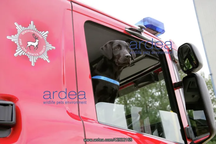  : Dog - Black Labrador in Fire Engine