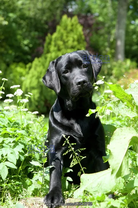 : DOG - Black labrador in garden : DOG - Black labrador in garden