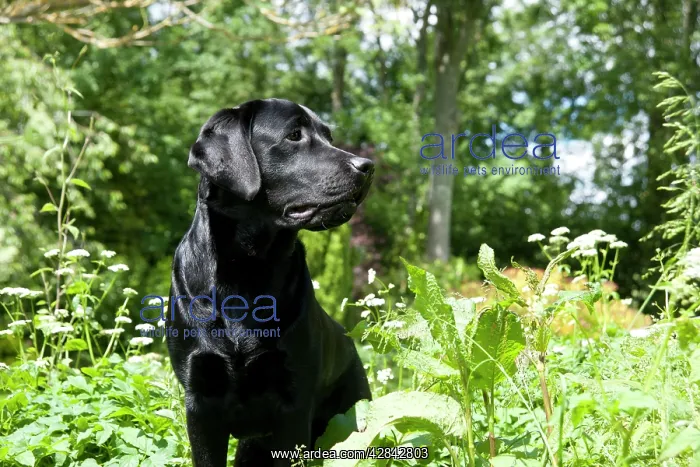 : DOG - Black labrador in garden : DOG - Black labrador in garden