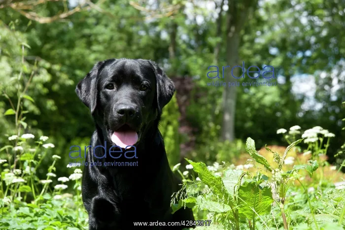 : DOG - Black labrador in garden : DOG - Black labrador in garden