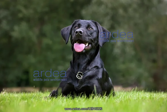  : Dog - Black Labrador - in garden