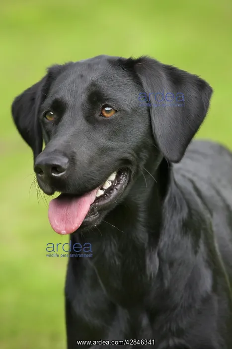  : Dog - Black Labrador - in garden