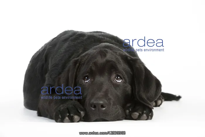  : DOG - Black labrador laying down