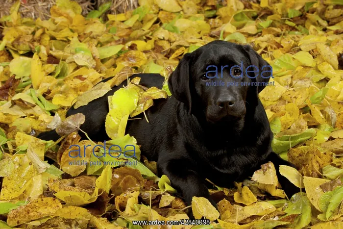 : DOG - Black labrador laying in leaves : DOG - Black labrador laying in leaves