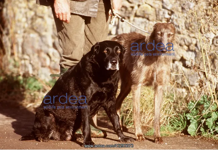 : DOG - Black Labrador & Lurcher Dogs with owner : DOG - Black Labrador & Lurcher Dogs with owner