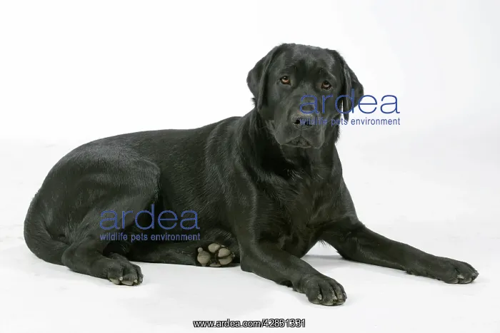 : Dog - Black Labrador - lying down : Dog - Black Labrador - lying down