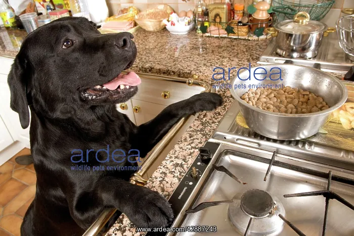 : Dog - Black Labrador with paws up on kitchen counter : Dog - Black Labrador with paws up on kitchen counter