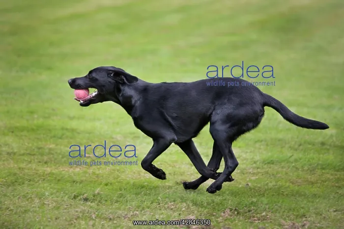 : Dog - Black Labrador - playing in garden with ball : Dog - Black Labrador - playing in garden with ball