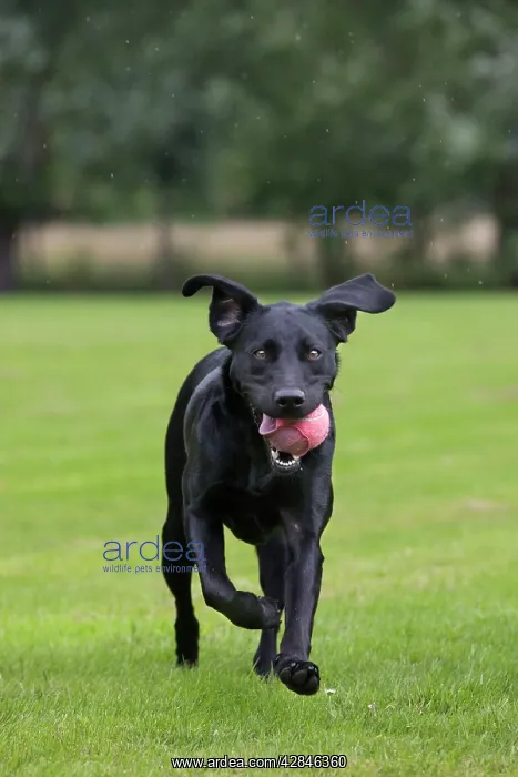  : Dog - Black Labrador - playing in garden with ball