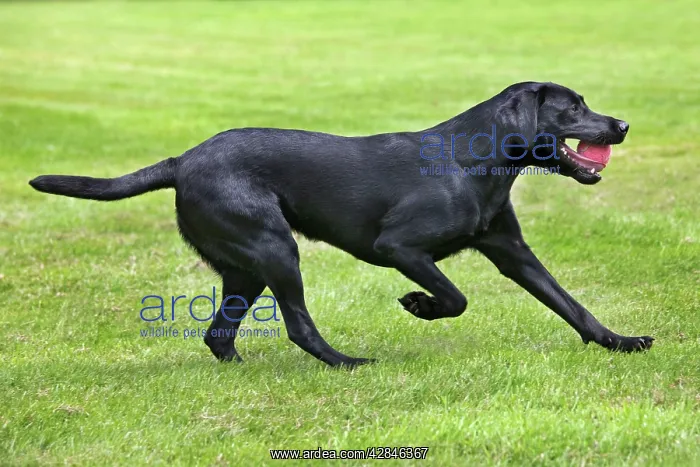 : Dog - Black Labrador - playing in garden with ball : Dog - Black Labrador - playing in garden with ball