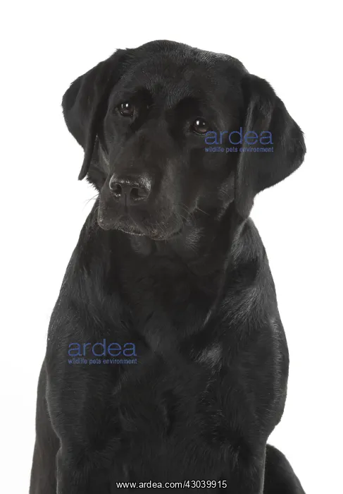  : DOG. Black Labrador portraits, studio 9 weeks old