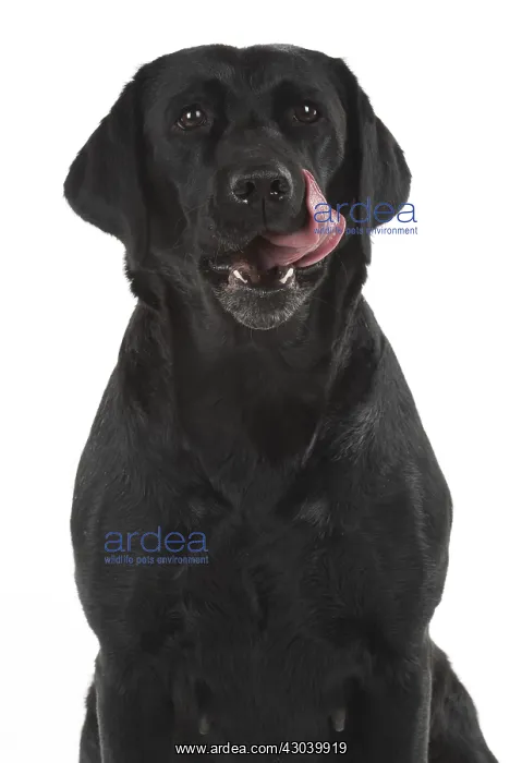 : DOG. Black Labrador portraits, studio 9 weeks old : DOG. Black Labrador portraits, studio 9 weeks old