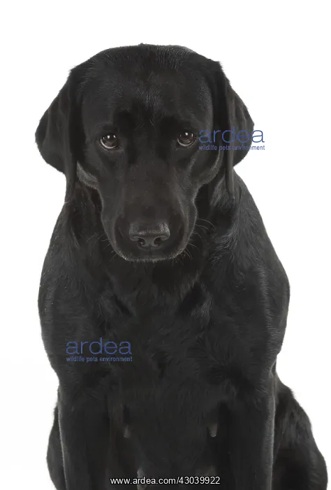 : DOG. Black Labrador portraits, studio 9 weeks old : DOG. Black Labrador portraits, studio 9 weeks old