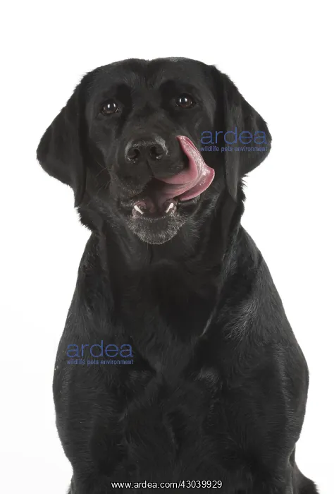 : DOG. Black Labrador portraits, studio 9 weeks old : DOG. Black Labrador portraits, studio 9 weeks old