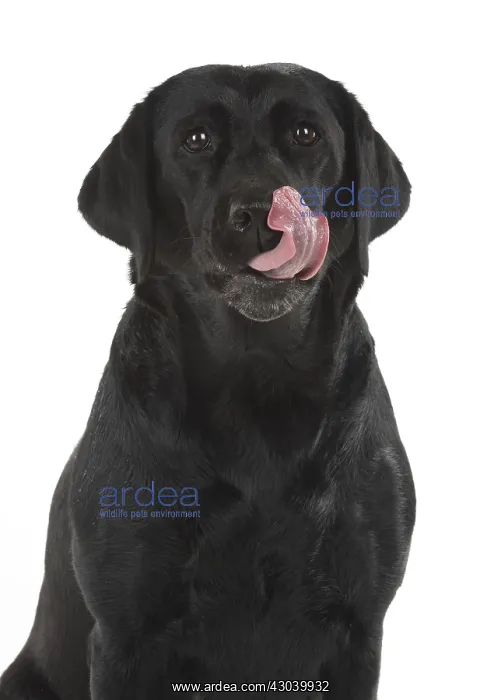 : DOG. Black Labrador portraits, studio 9 weeks old : DOG. Black Labrador portraits, studio 9 weeks old