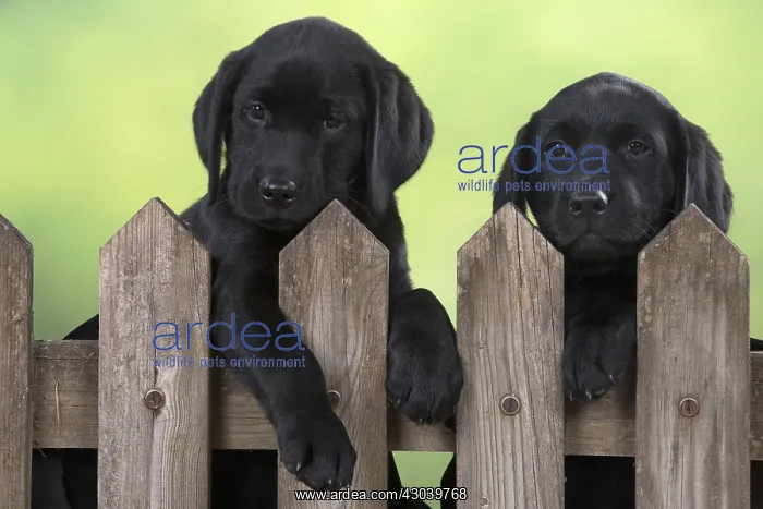 : DOG. Black Labrador puppies lx2 looking over a gate : DOG. Black Labrador puppies lx2 looking over a gate