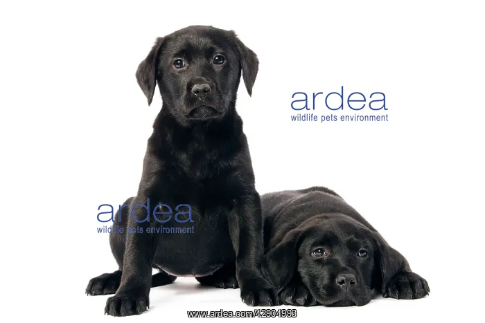  : Dog - Black labrador puppies - two in studio