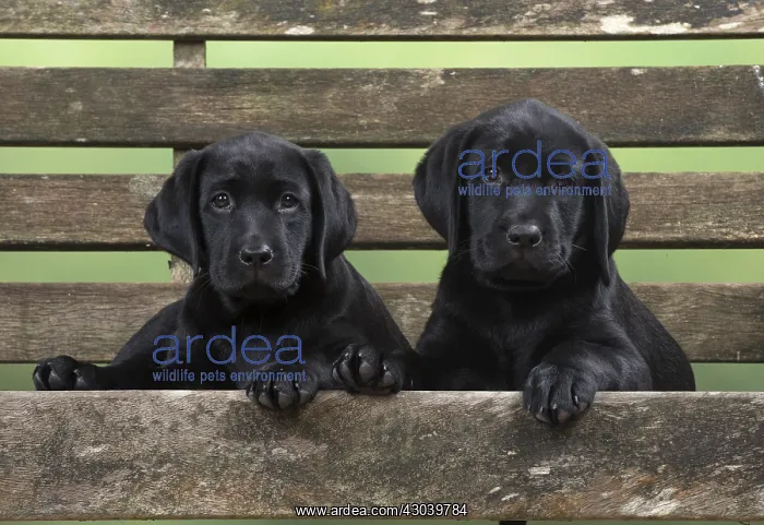 : DOG. Black Labrador puppies x2 on garden bench : DOG. Black Labrador puppies x2 on garden bench