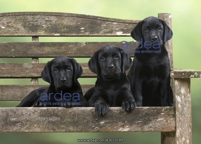 : DOG. Black Labrador puppies x3 on a garden bench : DOG. Black Labrador puppies x3 on a garden bench