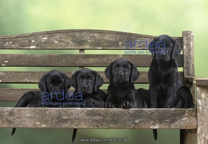 : DOG. Black Labrador puppies x4 on a garden bench : DOG. Black Labrador puppies x4 on a garden bench