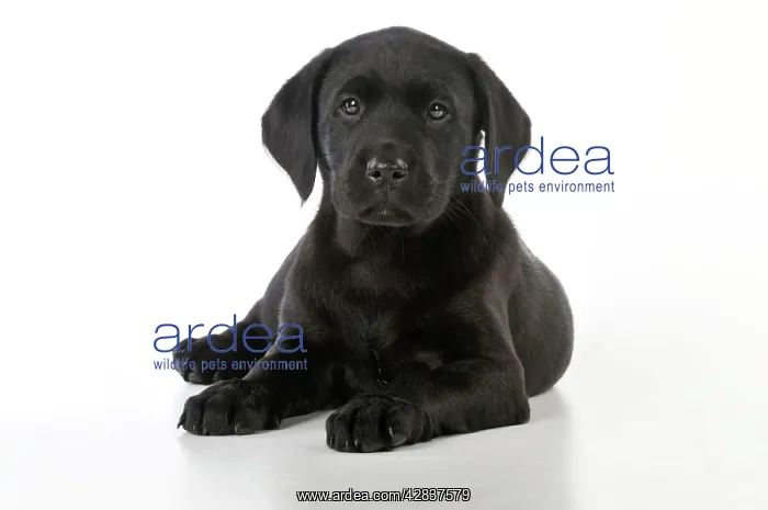 : DOG. Black Labrador puppy (8 weeks old ) : DOG. Black Labrador puppy (8 weeks old )