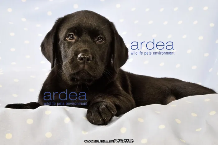 : DOG. Black Labrador puppy (8 weeks old ) on blue : DOG. Black Labrador puppy (8 weeks old ) on blue