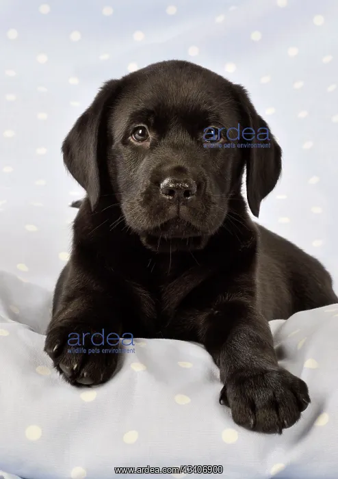 : DOG. Black Labrador puppy (8 weeks old ) on blue : DOG. Black Labrador puppy (8 weeks old ) on blue