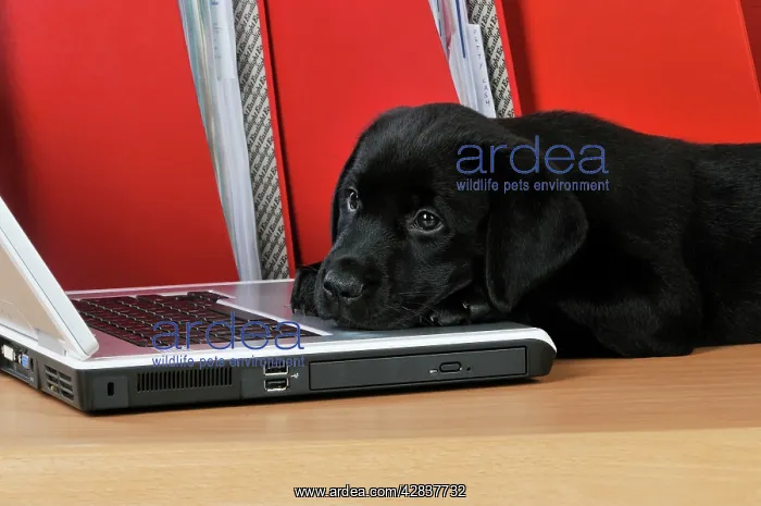: DOG. Black Labrador puppy (8 weeks old ) on a laptop : DOG. Black Labrador puppy (8 weeks old ) on a laptop