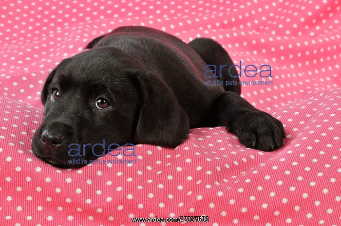: DOG. Black Labrador puppy (8 weeks old ) on red : DOG. Black Labrador puppy (8 weeks old ) on red