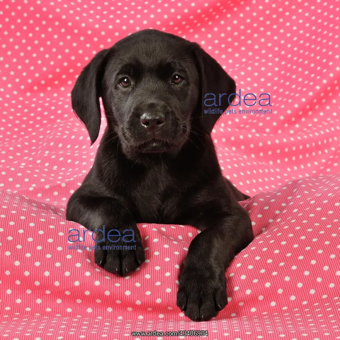 : DOG. Black Labrador puppy (8 weeks old ) on red : DOG. Black Labrador puppy (8 weeks old ) on red