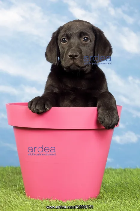 : Dog - Black Labrador - puppy. in flowerpot : Dog - Black Labrador - puppy. in flowerpot